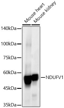 NDUFV1 Antibody in Western Blot (WB)