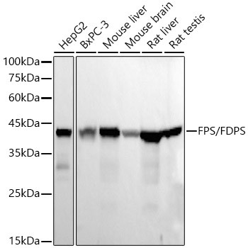 FDPS Antibody in Western Blot (WB)