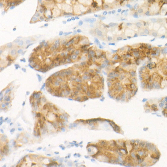 Pepsinogen II Antibody in Immunohistochemistry (Paraffin) (IHC (P))