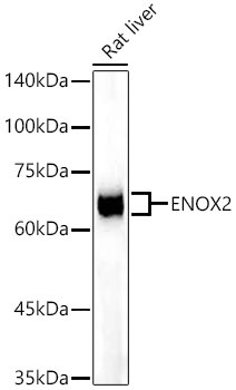 ENOX2 Antibody in Western Blot (WB)