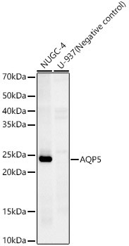 Aquaporin 5 Antibody in Western Blot (WB)