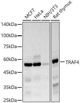 TRAF4 Antibody in Western Blot (WB)