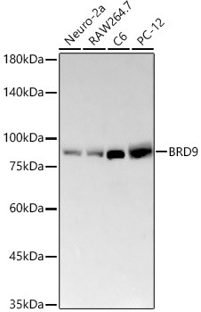BRD9 Antibody in Western Blot (WB)