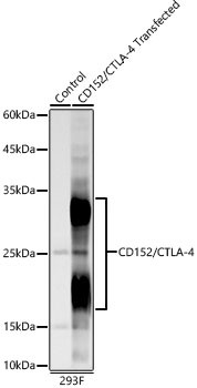 CTLA-4 Antibody in Western Blot (WB)