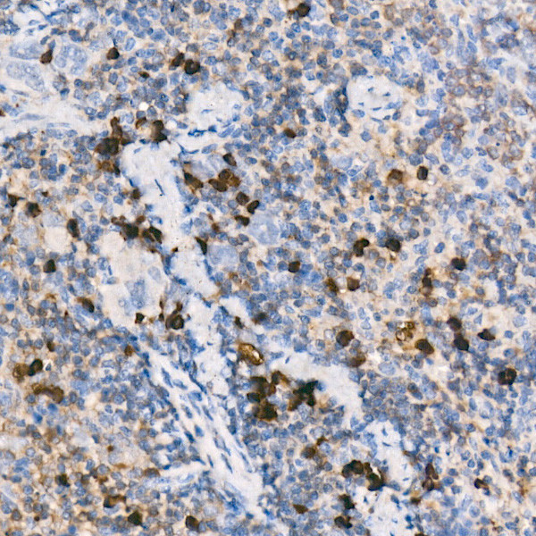 Mouse IgM Antibody in Immunohistochemistry (Paraffin) (IHC (P))