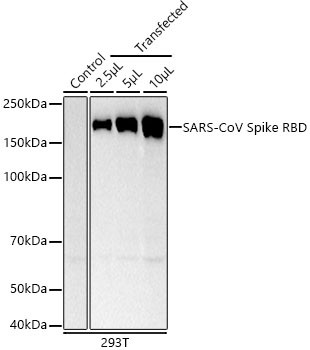 SARS-CoV Spike Protein RBD Antibody in Western Blot (WB)
