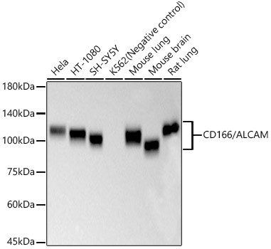 CD166 Antibody in Western Blot (WB)