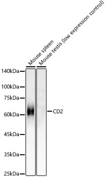 CD2 Antibody in Western Blot (WB)