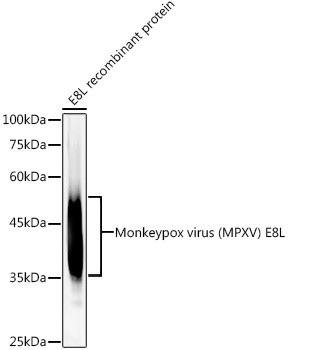 Monkeypox Virus E8L Antibody in Western Blot (WB)