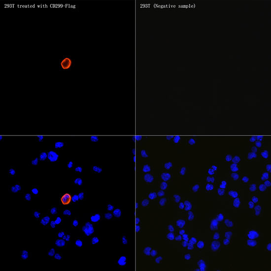 CD299 (DC-SIGN/L) Antibody in Immunocytochemistry (ICC/IF)