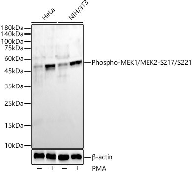 Phospho-MEK1/MEK2 (Ser217, Ser221) Antibody in Western Blot (WB)