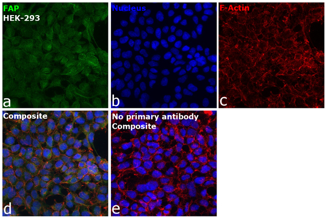 FAP Antibody in Immunocytochemistry (ICC/IF)