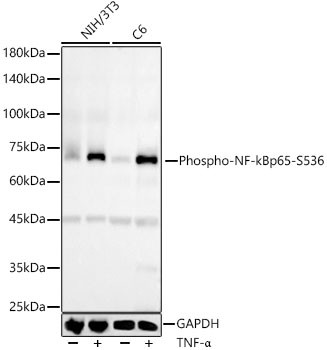 Phospho-NFkB p65 (Ser536) Antibody in Western Blot (WB)