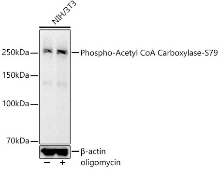 Phospho-Acetyl-CoA Carboxylase (Ser79) Antibody in Western Blot (WB)