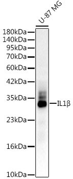 IL-1 beta Antibody in Western Blot (WB)