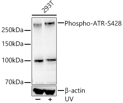 Phospho-ATR (Ser428) Antibody in Western Blot (WB)