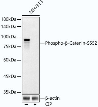 Phospho-beta Catenin (Ser552) Antibody in Western Blot (WB)
