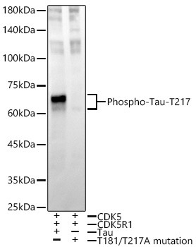 Phospho-Tau (Thr217) Antibody in Western Blot (WB)