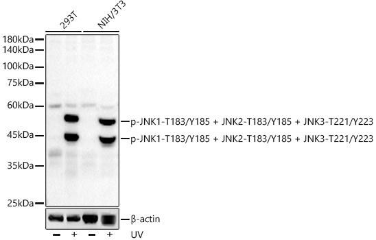 Phospho-JNK1/JNK2/JNK3 (Thr183, Tyr185, Thr221, Tyr223) Antibody in Western Blot (WB)