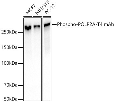 Phospho-RNA pol II CTD (Thr4) Antibody in Western Blot (WB)