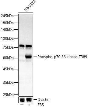 Phospho-p70 S6 Kinase (Thr389) Antibody in Western Blot (WB)