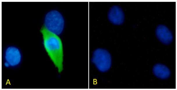 Softag 1 Chimeric Antibody in Immunocytochemistry (ICC/IF)
