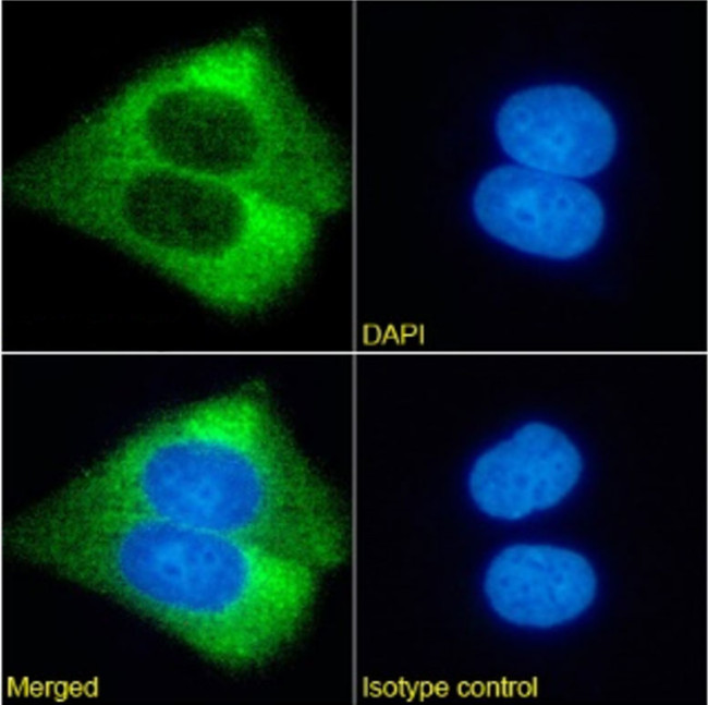 Ganglioside GM2 Chimeric Antibody in Immunocytochemistry (ICC/IF)