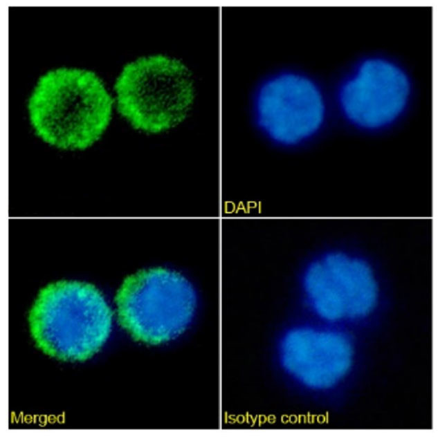Tabalumab Chimeric Antibody in Immunocytochemistry (ICC/IF)