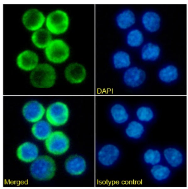 CD3e Chimeric Antibody in Immunocytochemistry (ICC/IF)