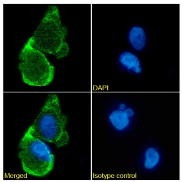 PD-L1 (CD274) Chimeric Antibody in Immunocytochemistry (ICC/IF)