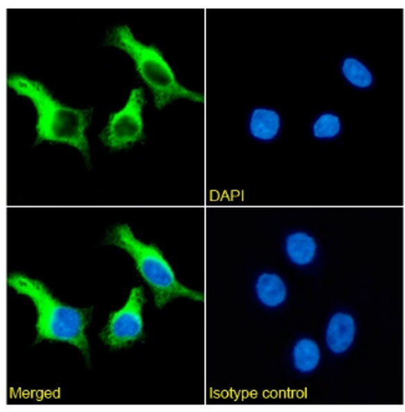 SLC6A4 Chimeric Antibody in Immunocytochemistry (ICC/IF)