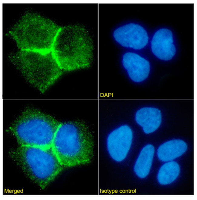 CEA Chimeric Antibody in Immunocytochemistry (ICC/IF)