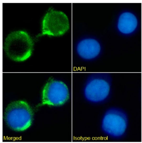 CD8 Chimeric Antibody in Immunocytochemistry (ICC/IF)