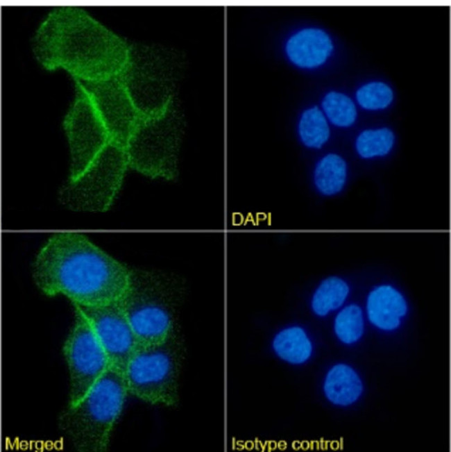 CD73 Chimeric Antibody in Immunocytochemistry (ICC/IF)