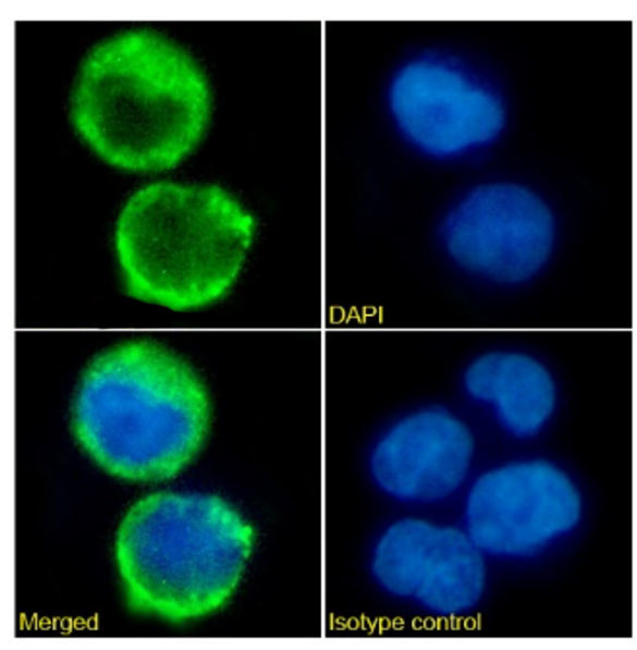 CD52 Chimeric Antibody in Immunocytochemistry (ICC/IF)