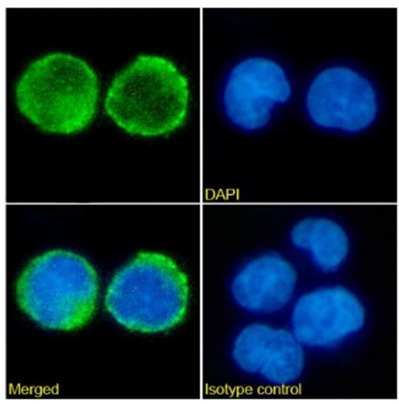 CD52 Chimeric Antibody in Immunocytochemistry (ICC/IF)