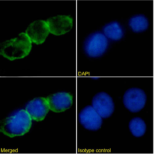 CD47 Chimeric Antibody in Immunocytochemistry (ICC/IF)