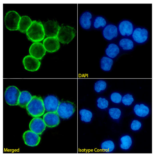 CD47 Chimeric Antibody in Immunocytochemistry (ICC/IF)