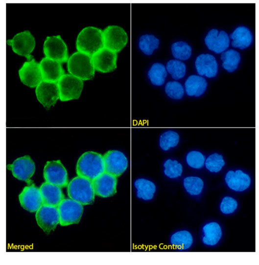 CD47 Chimeric Antibody in Immunocytochemistry (ICC/IF)