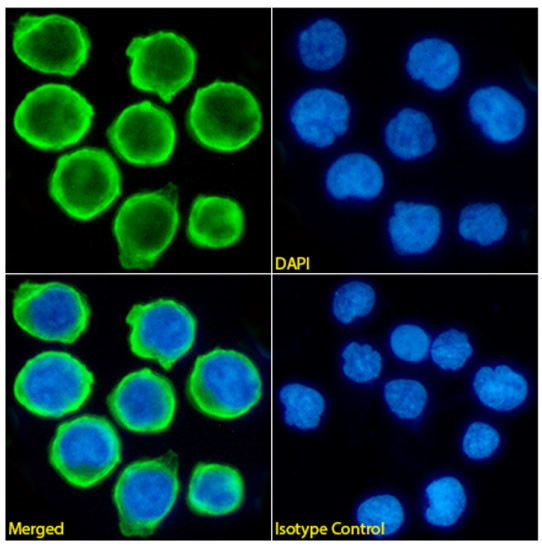 CD47 Chimeric Antibody in Immunocytochemistry (ICC/IF)