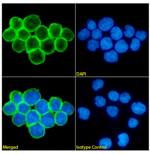 CD47 Chimeric Antibody in Immunocytochemistry (ICC/IF)