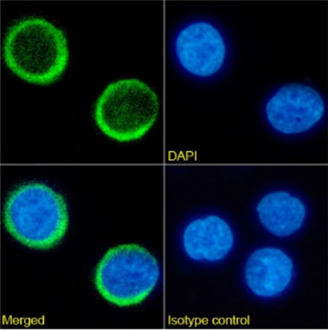 CD34 Chimeric Antibody in Immunocytochemistry (ICC/IF)