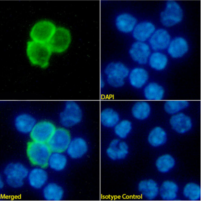 CD25 Chimeric Antibody in Immunocytochemistry (ICC/IF)