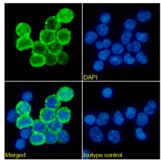 CD163 Chimeric Antibody in Immunocytochemistry (ICC/IF)
