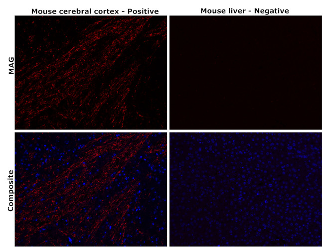 MAG Antibody in Immunohistochemistry (Paraffin) (IHC (P))