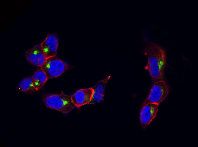 LAMP1 Antibody in Immunocytochemistry (ICC/IF)
