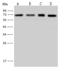 HSP70 Antibody in Western Blot (WB)