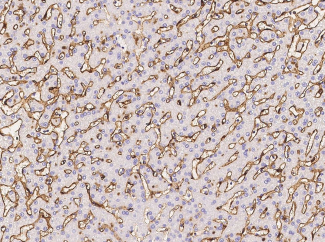 FCGR2B Antibody in Immunohistochemistry (Paraffin) (IHC (P))