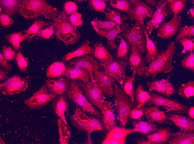 SPARCL1 Antibody in Immunocytochemistry (ICC/IF)