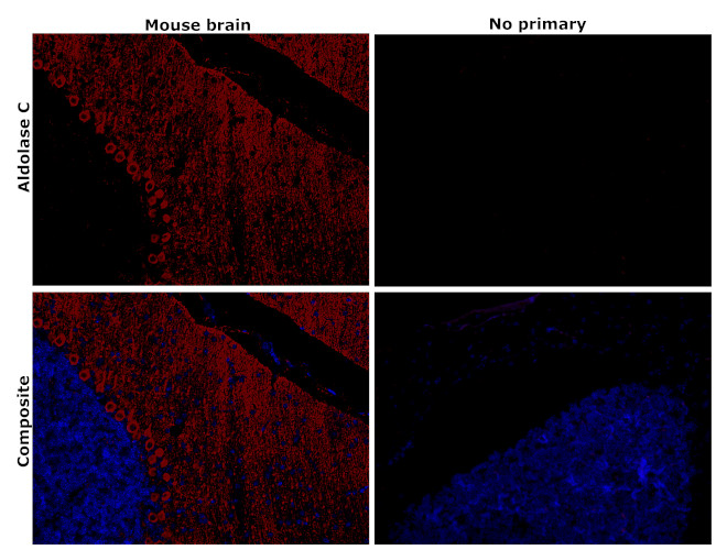Aldolase C Antibody in Immunohistochemistry (Paraffin) (IHC (P))